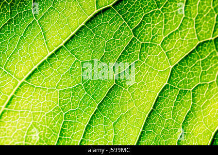 Foglia verde Texture con visibile Stomata che ricopre la superficie lo strato di epidermide Foto Stock