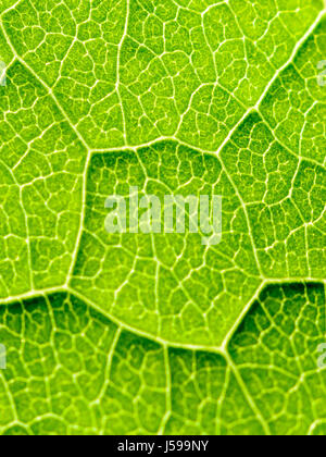 Foglia verde Texture con visibile Stomata che ricopre la superficie lo strato di epidermide Foto Stock