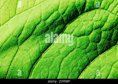 Foglia verde Texture con visibile Stomata che ricopre la superficie lo strato di epidermide Foto Stock