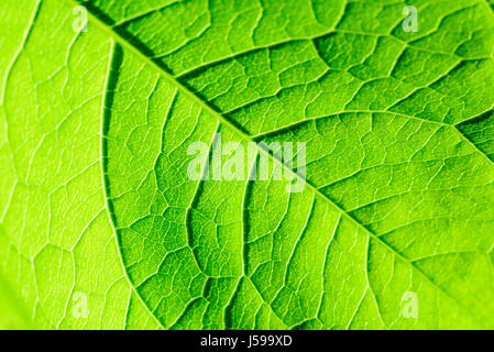 Foglia verde Texture con visibile Stomata che ricopre la superficie lo strato di epidermide Foto Stock