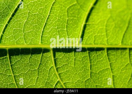 Foglia verde Texture con visibile Stomata che ricopre la superficie lo strato di epidermide Foto Stock