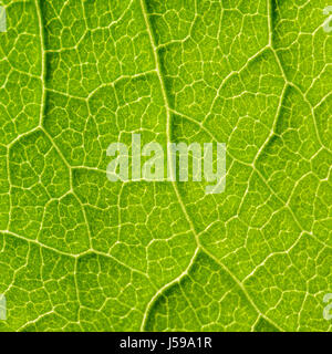 Foglia verde Texture con visibile Stomata che ricopre la superficie lo strato di epidermide Foto Stock