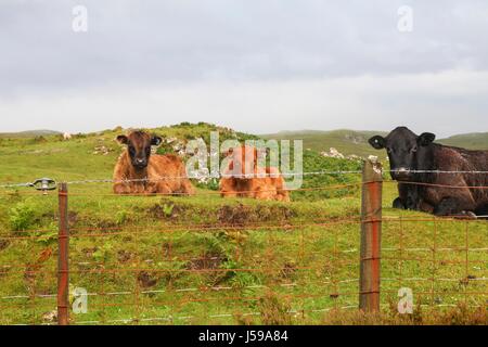 Bovini in Scozia dietro al filo spinato Foto Stock