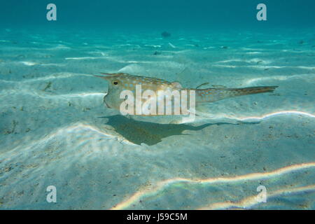 Pesce tropicale longhorn cowfish, Lactoria cornuta, subacqueo nella laguna di Bora Bora, oceano pacifico, Polinesia Francese Foto Stock