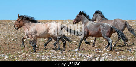 Wild Horse mandria di mustangs in esecuzione in Pryor montagne del Montana USA Foto Stock