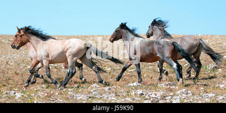 Wild Horse mandria di mustangs in esecuzione in Pryor montagne del Montana USA Foto Stock