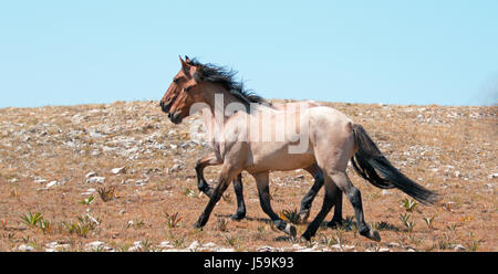 Wild Horse mandria di mustangs in esecuzione in Pryor montagne del Montana USA Foto Stock