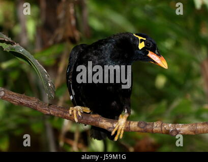 Asian comune Myna Hill (Gracula religiosa). Compresa tra India e Nepal per il sud-est asiatico, l Indonesia e le Filippine. Foto Stock