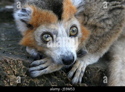 Madagascan maschio lemure coronato (il Eulemur coronatus) in extreme close-up, avvisare gli occhi. Foto Stock