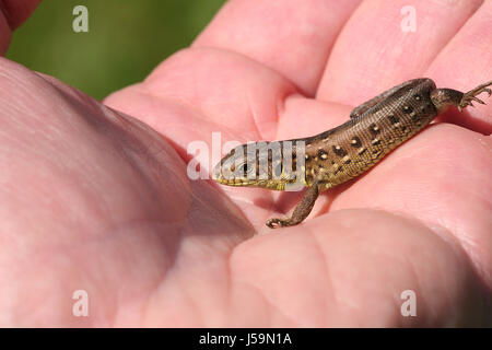 Piccola lucertola in mano Foto Stock