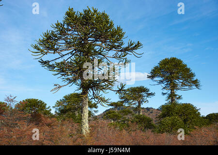 Araucania alberi (Araucaria araucana) in Conguillio parco nazionale nel sud del Cile. Foto Stock