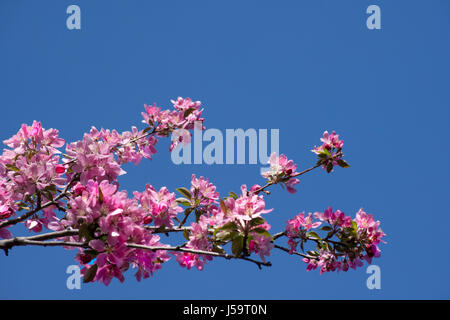 Crab Apple il ramo con più rosa e fucsia a fiori e boccioli contro un profondo blu cielo senza nuvole. Fotografato a luce naturale con bassa dept Foto Stock