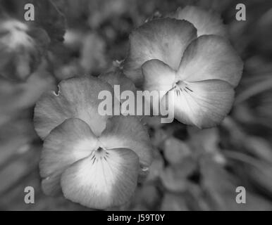 Viola celeste del cielo stellato fiori in bianco e nero Foto Stock