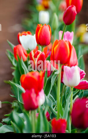 Una visione a lungo termine di un letto di multi tulipani colorati. Tulipani rossi. Tulipani bianco. Rosso e tulipani gialli. Foto Stock