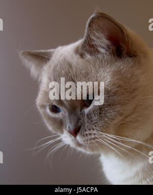 Profilo macro blu close-up di ammissione macro vista ravvicinata pet ritratto da sogno Foto Stock