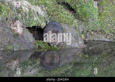 Acqua Vole - Arvicola amphibius alimenta accanto a un flusso. Regno Unito Foto Stock