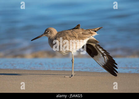 Willet (Catoptrophorus semipalmatus), comunali Beach Park, Monterey, California Foto Stock