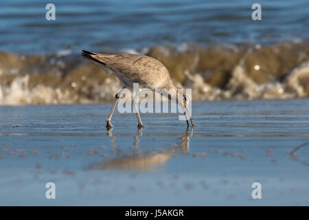 Willet (Catoptrophorus semipalmatus), comunali Beach Park, Monterey, California Foto Stock