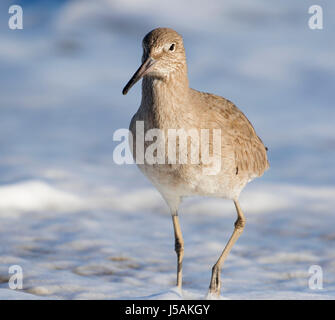 Willet (Catoptrophorus semipalmatus), comunali Beach Park, Monterey, California Foto Stock