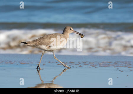 Willet (Catoptrophorus semipalmatus), comunali Beach Park, Monterey, California Foto Stock