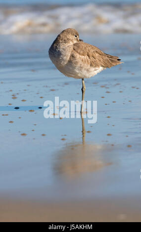 Willet (Catoptrophorus semipalmatus), comunali Beach Park, Monterey, California Foto Stock