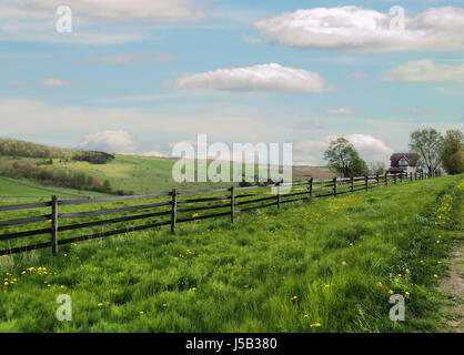 Cavallo bellissimo agriturismo a molla Foto Stock