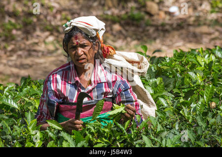 Donna raccoglitrice di tè in Ella, Sri Lanka Foto Stock
