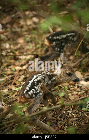 La fauna capriolo fulvo domestico familiare carino giovane giovane foresta roe bimbi Natura Foto Stock