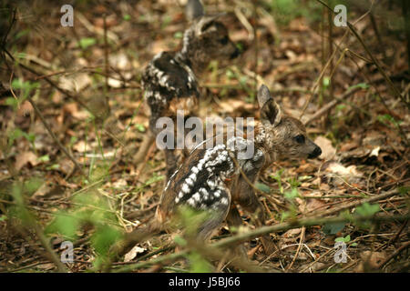 La fauna capriolo fulvo domestico familiare carino giovane giovane foresta roe bimbi Natura Foto Stock