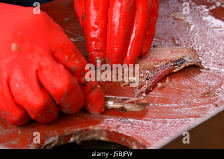 Cibo aliment pesce costa holland pescatore pesce della pesca di aringhe preparazione Foto Stock