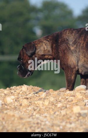 Boxer cani via sul cumulo Foto Stock