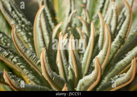 Immagine di sfondo con le nuove foglie di un tropicale .cycad (sago palm) impianto nella luce del sole Foto Stock