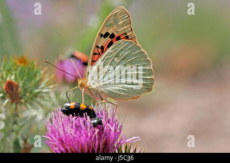 Argynnis pandora,il cardinale Foto Stock