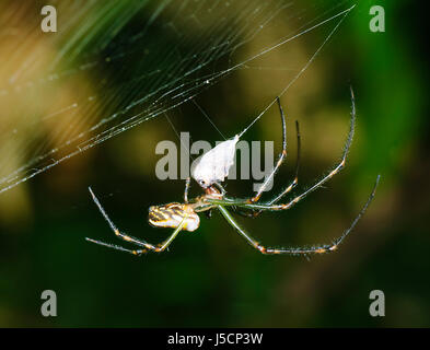 Silver Orb Spider di tessitura o Humped Ord tessitura o ragno Camel Spider (Leucauge granulata) con avvolto in preda, Nuovo Galles del Sud, NSW, Australia Foto Stock