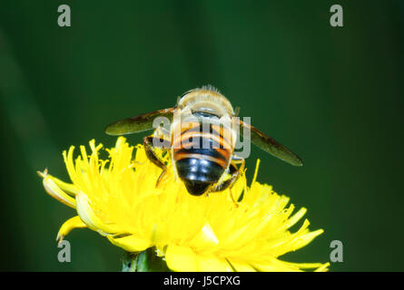 Drone Fly (Eristalis tenax), un'ape mimic, visto da dietro il nettare di impollinazione di un giallo flowerhead, Nuovo Galles del Sud, NSW, Australia Foto Stock