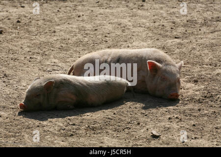 Fango sporco sporco animale da azienda setole bagno di fango ispido clay dig di suini domestici di maiale Foto Stock