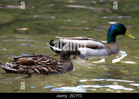 Coppia di Germani reali (Anas platyrhynchos) nuoto insieme sul lago Foto Stock