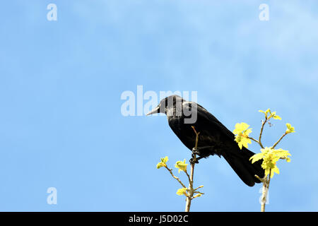 Corvo Imperiale (Corvus corax) seduto in un ramo contro il cielo blu. Foto Stock