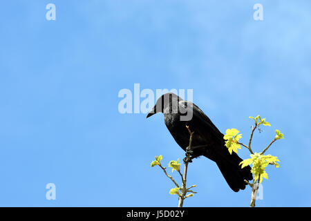 Corvo Imperiale (Corvus corax) seduto in un ramo contro il cielo blu. Foto Stock