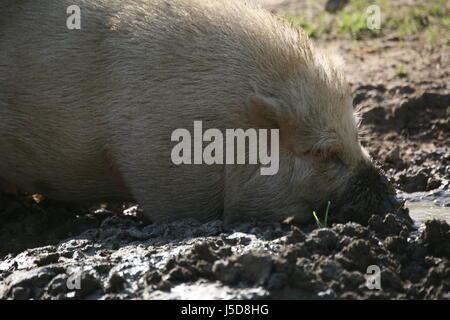 Fango sporco sporco animale da azienda setole bagno di fango ispido clay dig di suini domestici di maiale Foto Stock