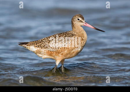 Godwit in marmo - Limosa fedoa Foto Stock