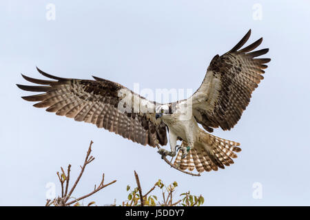 Falco pescatore - Pandion haliaetus Foto Stock