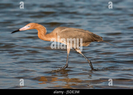 Reddish Garzetta - Egretta rufescens Foto Stock