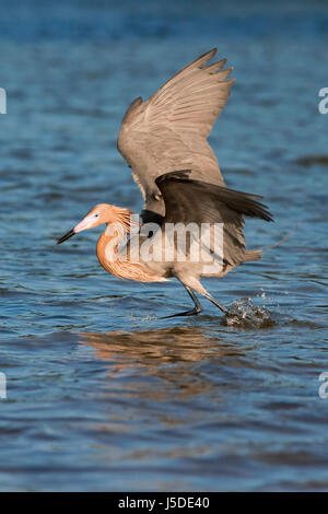 Reddish Garzetta - Egretta rufescens Foto Stock