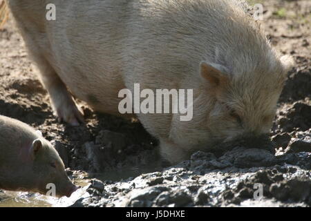 Fango sporco sporco animale da azienda setole bagno di fango ispido clay dig di suini domestici di maiale Foto Stock