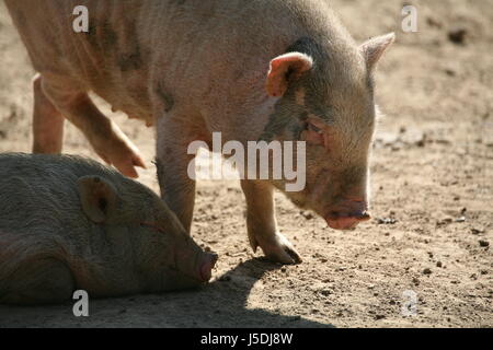 Fango sporco sporco animale da azienda setole bagno di fango ispido clay dig di suini domestici di maiale Foto Stock