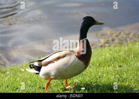 Anatra selvatica nel lago Olympiapark, a Monaco di Baviera Foto Stock