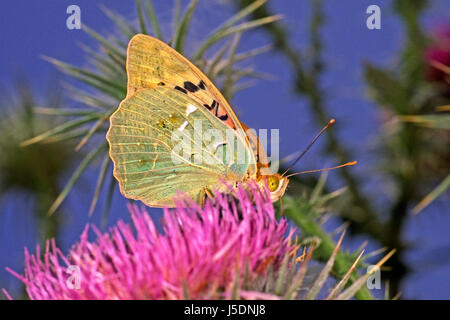 Argynnis pandora,femmine,il cardinale Foto Stock