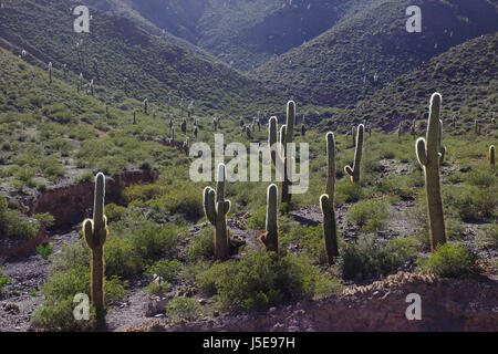 Cactus (cardon grande cactus) vicino a Los Cardones National Park, Provincia di Salta, Argentina Foto Stock