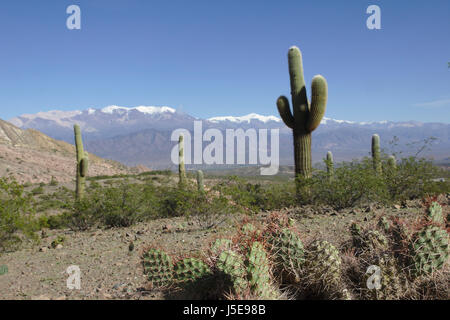 Cactus (cardon grande cactus) vicino a Los Cardones National Park con la Sierra de Cachi in background, Provincia di Salta, Argentina Foto Stock